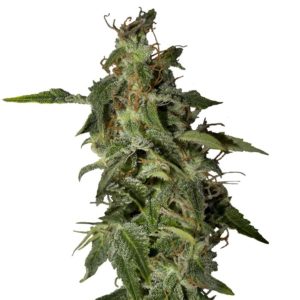 Семена сорта Afgooey fem (Strain Hunters)