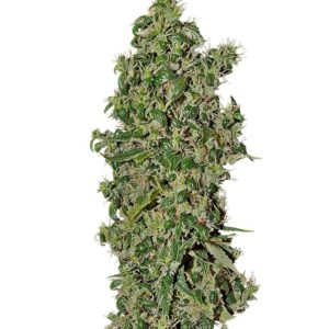 Семена сорта Big Tooth fem (Strain Hunters)