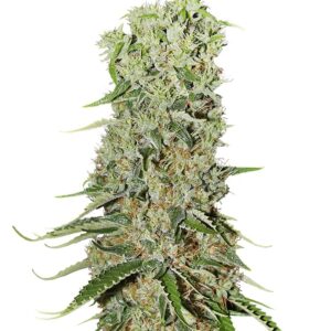 Семена сорта Damnesia fem (Strain Hunters)