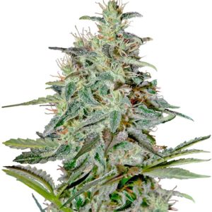Семена сорта White Lemon fem (Strain Hunters)