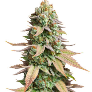 #9 Pound Hammer Fast fem (High Speed ​​Buds) семена конопли