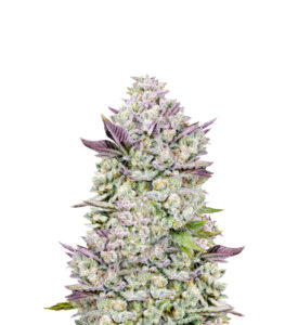 Gorilla Cookies Auto fem (FastBuds) семена конопли