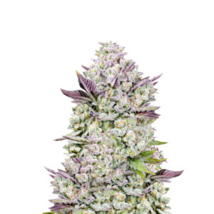 Gorilla Cookies Auto fem (FastBuds) семена конопли