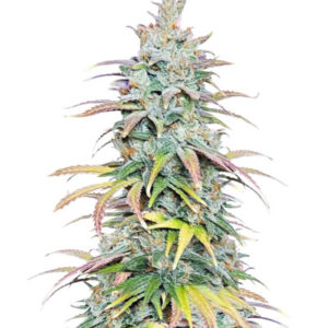 Apple Betty fem (Herbies Seeds) семена конопли