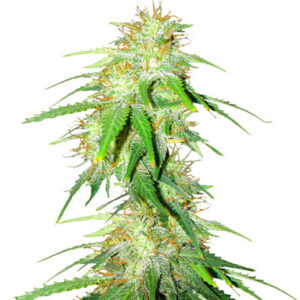 Gelato Glue Autoflower fem (Easy Grow Seeds) семена конопли