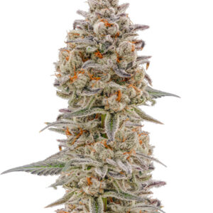 Purple Punch Auto fem (High Speed ​​Buds) семена конопли