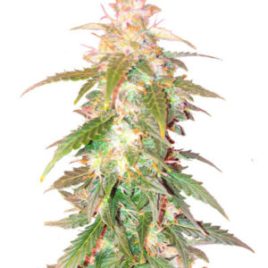 Quarter Pounder Autoflower fem (Easy Grow Seeds) семена конопли