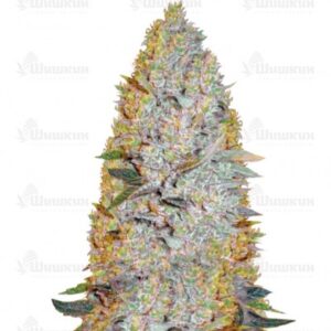 Amnesium (Victory Seeds) семена конопли