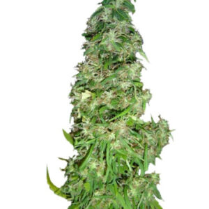 Mango Haze (Arjan's Ultra Haze #2) fem (GHS) семена конопли