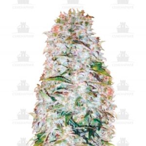 Auto AK-77V fem (Victory Seeds)