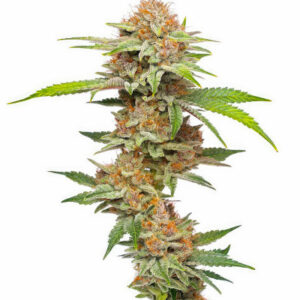 Blueberry Muffin fem (Humboldt Seed Company) семена конопли