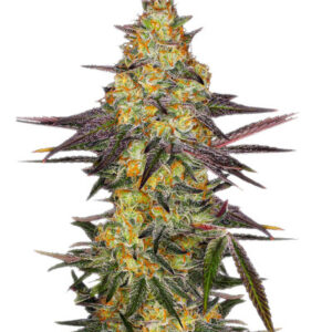 El Dorado OG fem (Paradise Seeds) семена конопли