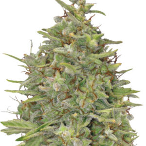 G13 Haze fem (Barney's Farm) семена конопли