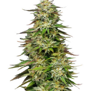 Golden Sands fem (Humboldt Seed Company) семена конопли