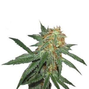 Great White Shark fem (GHS) семена конопли