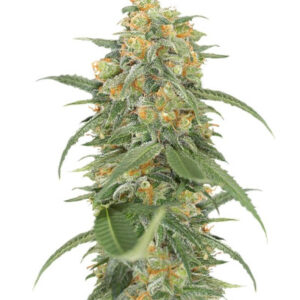 Green Crack 2.0 fem (Humboldt Seed Organization) семена конопли