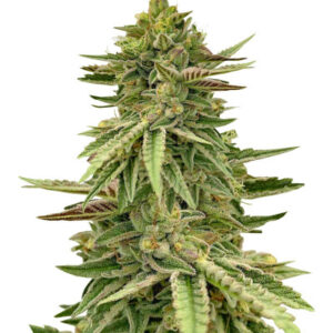 Humboldt Pound Cake fem (Humboldt Seed Company) семена конопли
