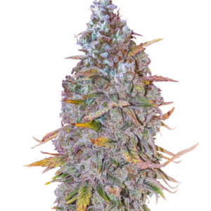HighCloudZ Auto fem (GHS) семена конопли
