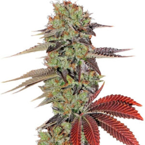 King’s Kush Auto fem (GHS) семена конопли