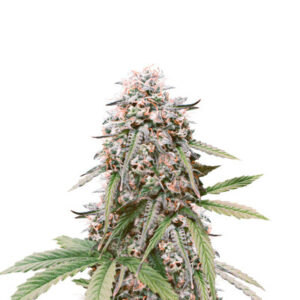 LSD Auto fem (Barney's Farm) семена конопли