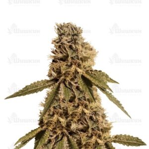 LSD (Barney's Farm) семена конопли