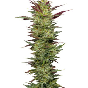Notorious THC fem (Humboldt Seed Company) семена конопли