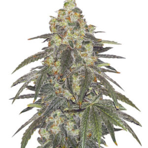 Nutter Budder fem (Humboldt Seed Company) семена конопли