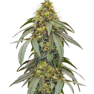 Polar Gelato by Sherbinskis fem (Silent Seeds) семена конопли