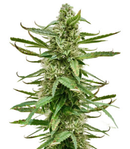Runtz Auto fem (Barney's Farm)