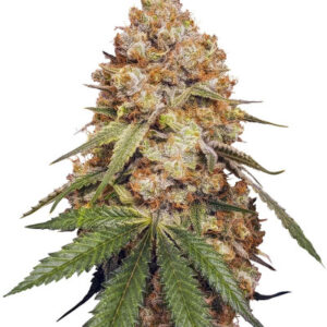 Slightly Stoopid Fruits fem (Humboldt Seed Company) семена конопли