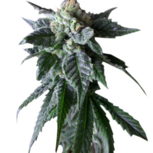 Sweet Mango Auto fem (GHS) семена конопли