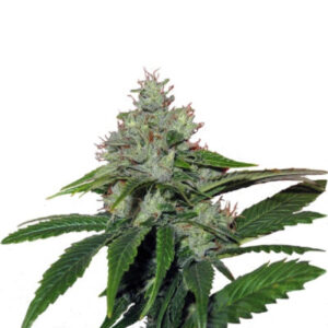 Train Wreck fem (GHS) семена конопли