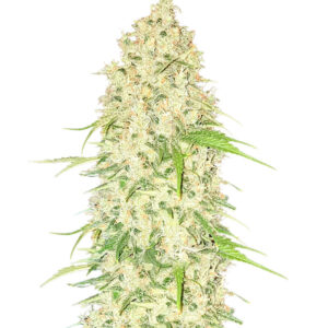 Watermelon Zkittlez Auto fem (Barney's Farm) семена конопли