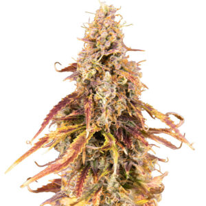 Apricot Auto fem (FastBuds) семена конопли