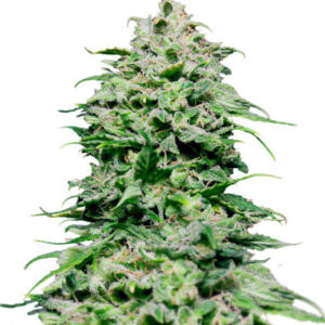 Chem Bomb Auto fem (Humboldt Seed Organization) семена конопли