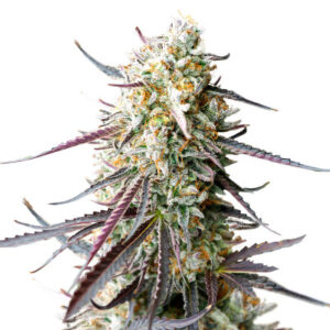Ice Cream Cake Fast Flowering fem (Humboldt Seed Organization) семена конопли
