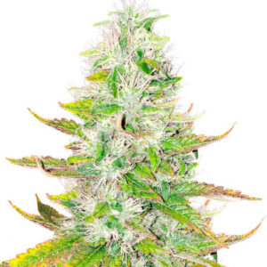 Ice Cream Cake fem (Barney's Farm) семена конопли
