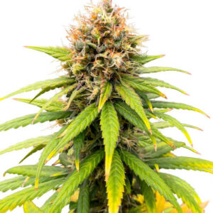 Lemon Drizzle fem (Barney's Farm) семена конопли