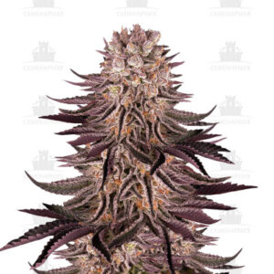 Mimosa X Orange Punch fem (Barney's Farm)