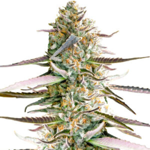 Runtz Fast Flowering fem (Humboldt Seed Organization) семена конопли