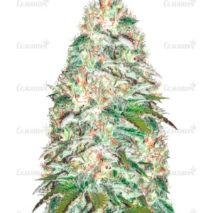 Семена сорта Peyote Critical (Barney's Farm)