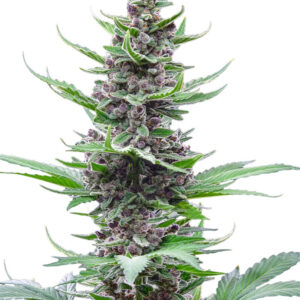 Tropicana Cookies Auto fem
