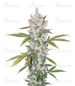 Gelato Auto (FastBuds) семена конопли