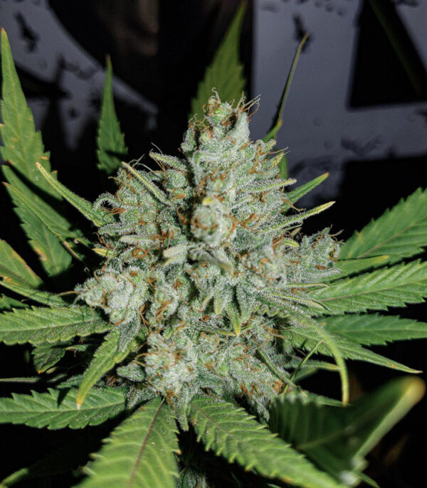 Gorilla Cookies Auto fem (FastBuds) семена конопли — изображение 3