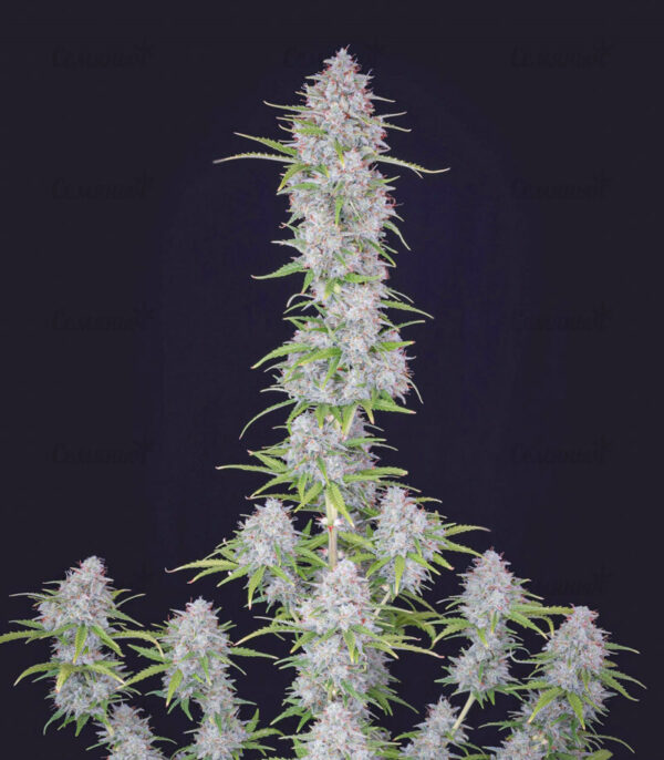 Stardawg auto (FastBuds) семена конопли — изображение 4