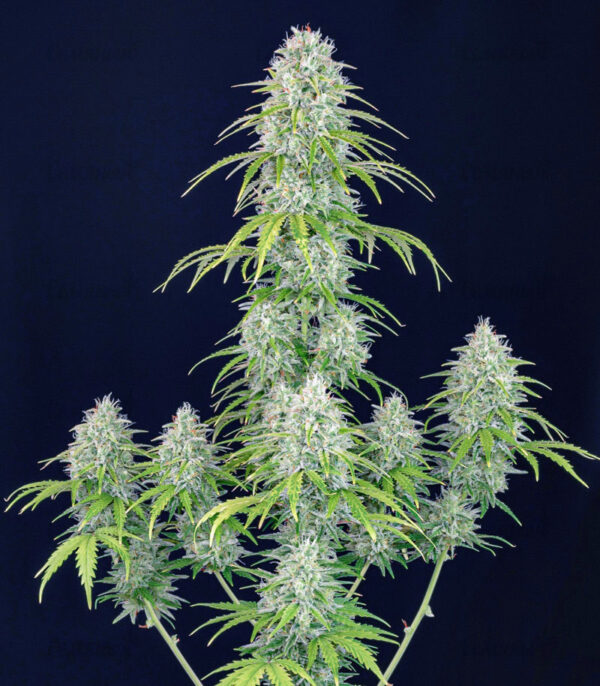 Stardawg auto (FastBuds) семена конопли — изображение 3