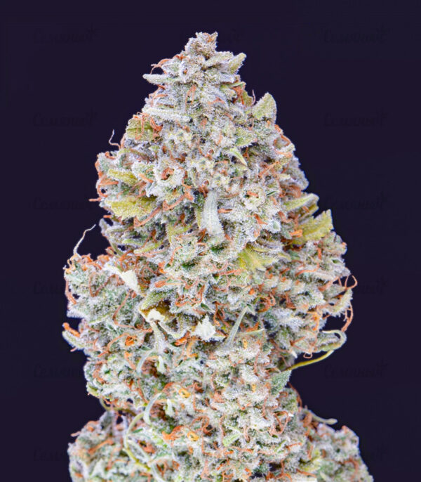 Stardawg auto (FastBuds) семена конопли — изображение 5