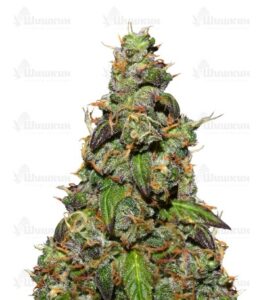 Six Shooter auto (FastBuds) семена конопли