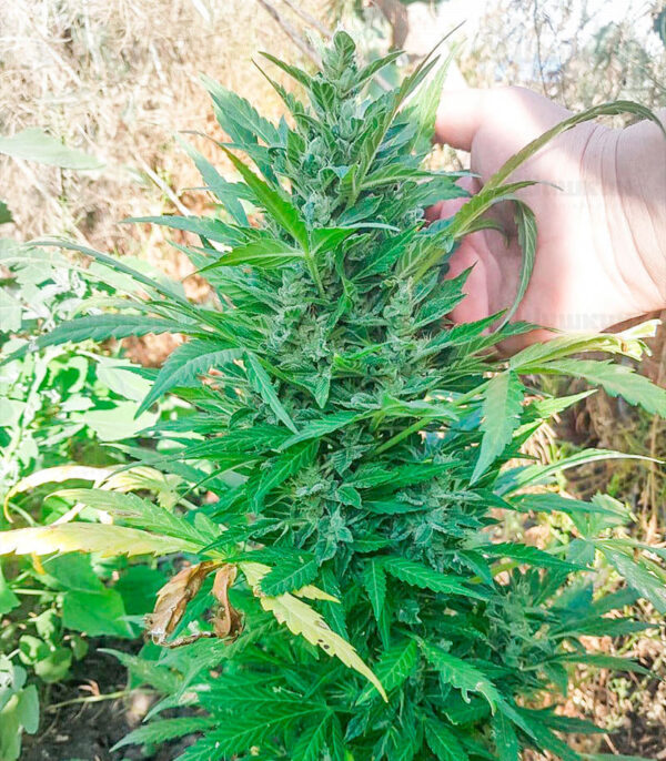 Zkittlez Auto fem (Cali Buds Seeds) семена конопли — изображение 4