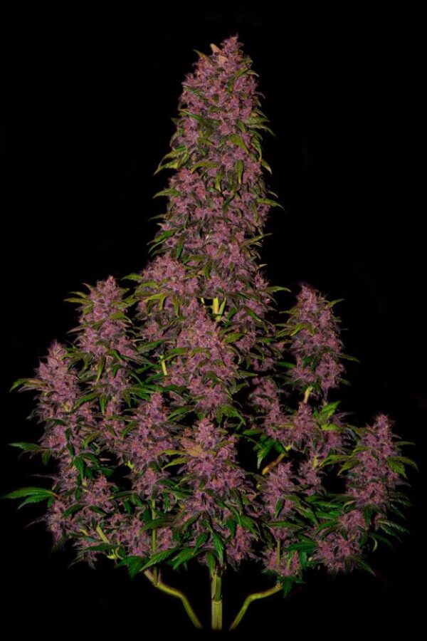 Семена сорта Crystal METH auto (FastBuds) — изображение 2